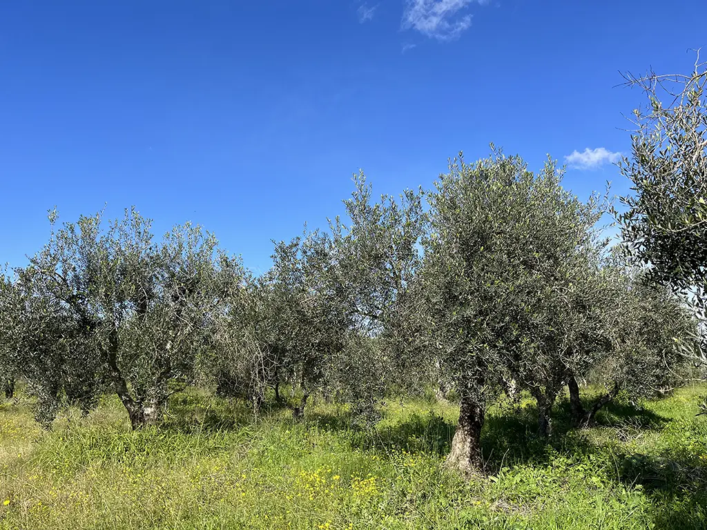 משק יצחק נוי נטעים