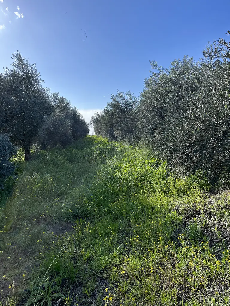 משק יצחק נוי נטעים